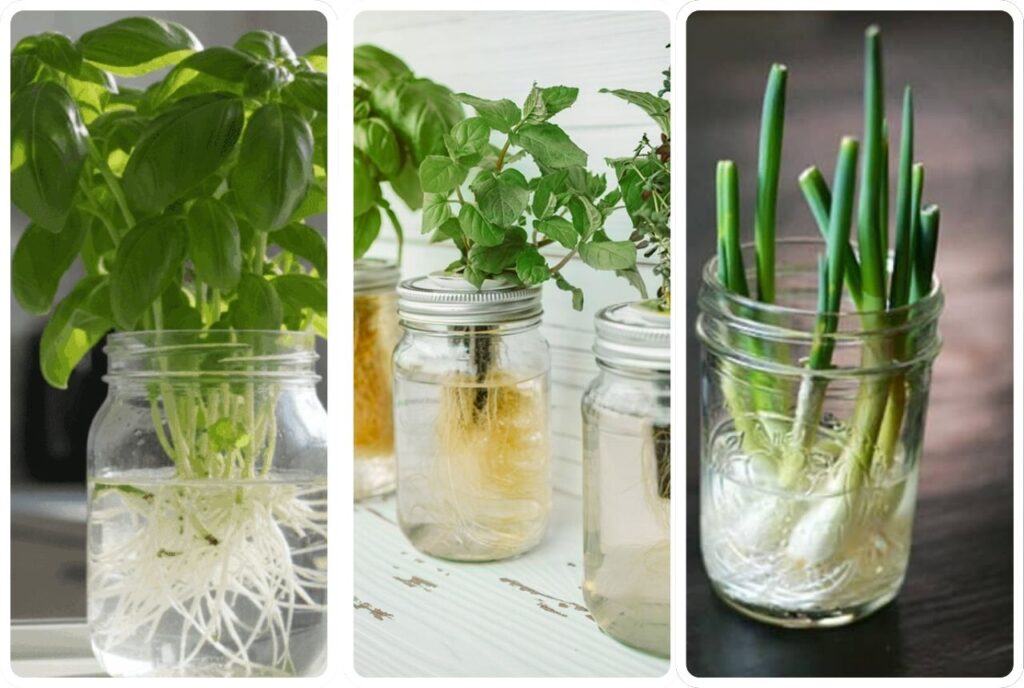 12 Herbs you Can Grow With Just Water all Year Round
