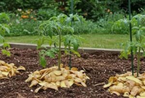 Read more about the article Don’t Throw Away Potato Peels – Turn Them into Free Plant Food!