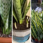 How To Force a Snake Plant to Produce Pups for Unlimited Sansevierias