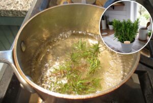 Read more about the article Most People Don’t Realize Rosemary Can Fix These 17 Daily Complaints