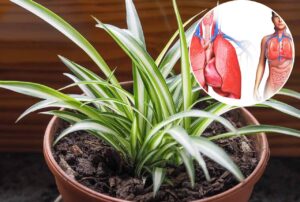 Read more about the article Spider Plants vs. Toxins: Why Every Bedroom Should Have One