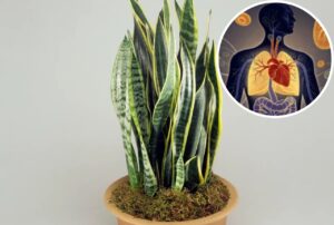 Read more about the article Why Everyone Should Have a Snake Plant at Home: 8 Reasons